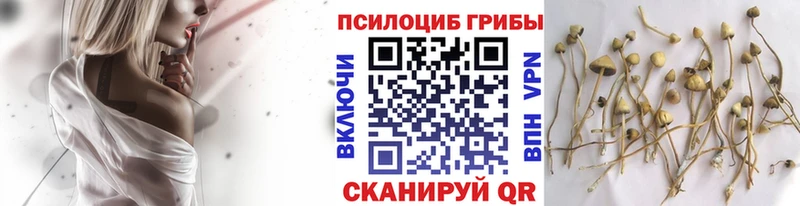 Купить  Короча  Псилоцибиновые грибы мухоморы 